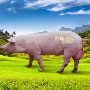【为猪】新美系种公猪