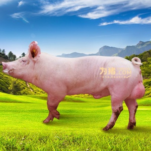 【为猪】新美系种公猪