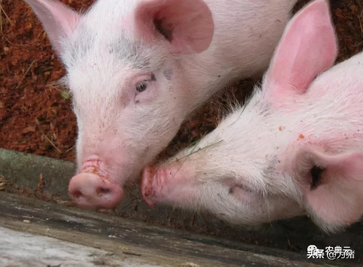 生物安全必须重视，非洲猪瘟传播途径与防控措施