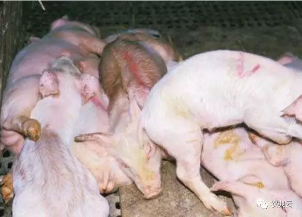 猪传染性胃肠炎怎么治疗?用什么药最好?